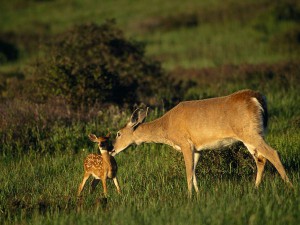 A mother dear bowing down and kissing her baby dear in a field.