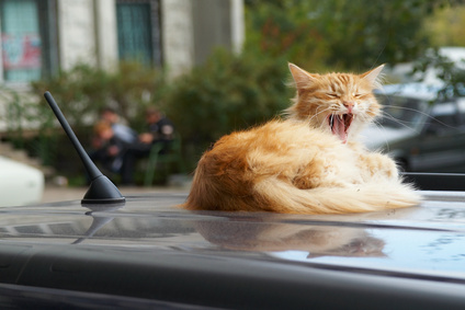 An orange kitty cat yawning as it sits curled up on the roof of a grey car.