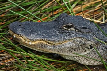 Close up of a crocodile with a feisty grimace.