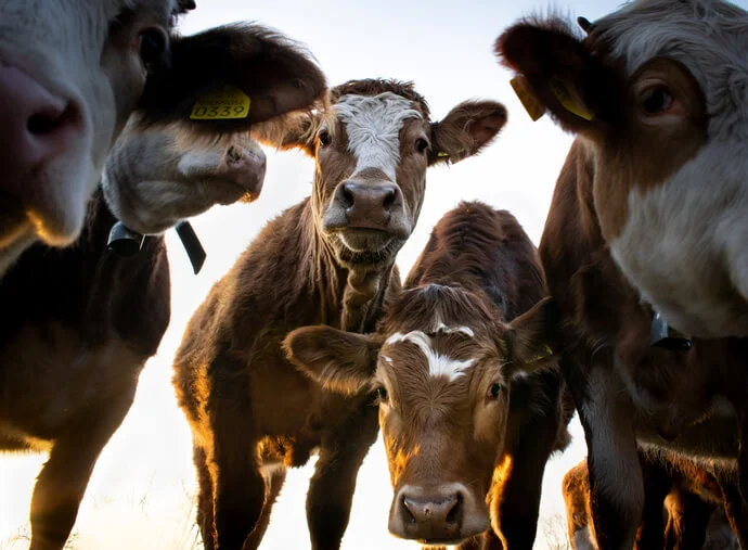 Cows looking at the camera on the meadows along the banks of a river.