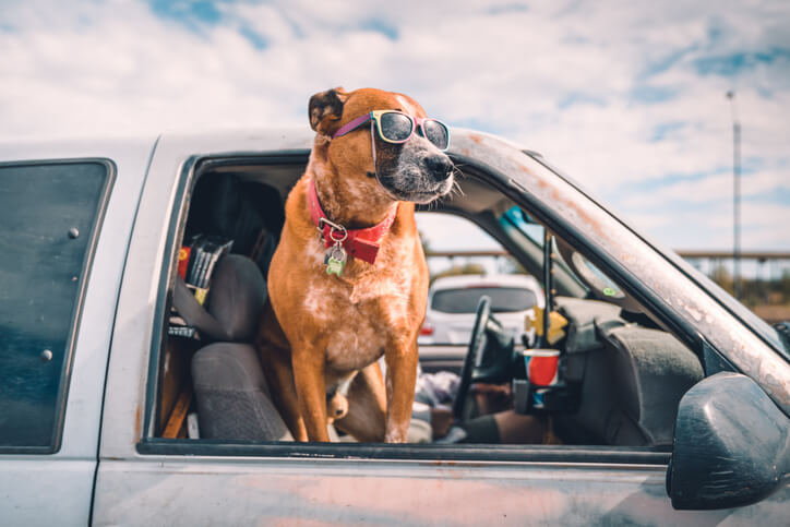 Cool dog wearing colorful sunglasses looking out of pick-up truck window on highway parking, enjoying the ride on a California highway.
