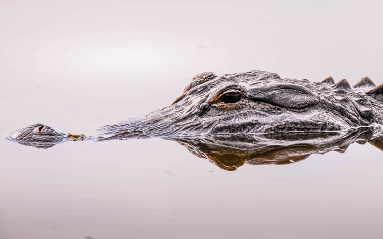 Isolated alligator swimming slowly in a Florida swamp
