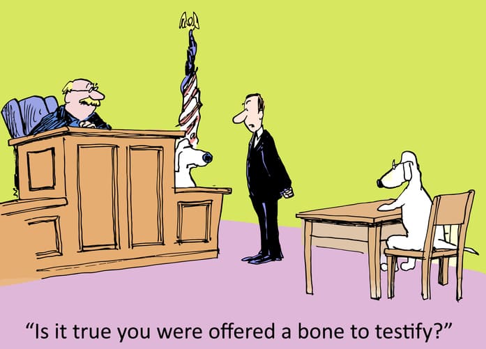 A cute cartoon depicts a dog in the witness stand with another at the defendant's table. Captioned: "Is it true you were offered a bone to testify?"