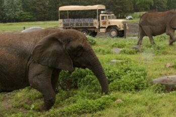 Two elephants walking among green grass and a tan truck in the background.