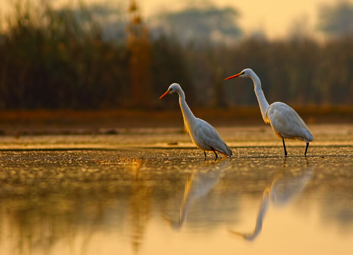Egrets during a beautiful golden morning in a Florida National Park.